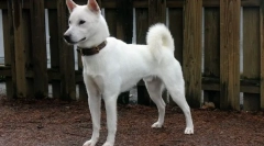 12 Rzadkich ras psów, których hodowcy będą mogli dobrze zarobić