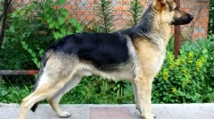 12 Najtańszych ras psów