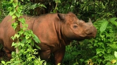 12 Najbardziej niezwykłych zwierząt, które mieszkają w lesie deszczowym