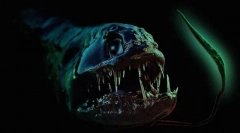 15 Niezwykłych zwierząt, które uważasz za dziwne