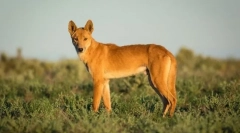 15 Najbardziej dziwnych stworzeń mieszkających w australii