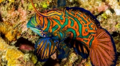 17 Najpiękniejszych ryb akwariowych