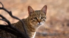 20 Ciekawych faktów o kotach