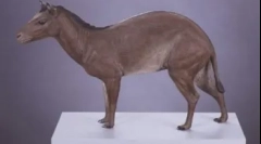 20 Ciekawych faktów o koniach