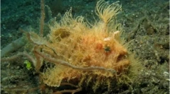 20 Dziwnych zwierząt z całego świata