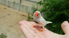 3 Najlepszy drób dla dziecka