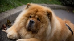 4 Problemy w edukacji chow chow, która nie będzie w stanie wyeliminować