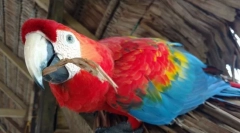 5 Ciekawych faktów o papugach ara