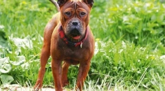 5 Niezwykłe rasy psów z chin, które aktywnie zdobywają popularność