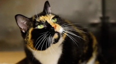 5 Szokujące eksperymenty na zwierzętach