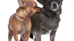 6 Ciekawych faktów o chihuahua