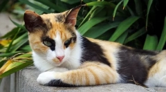 6 Ciekawych faktów o kotach tricolor