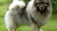 6 Ciekawych i zabawnych faktów o spitzhah