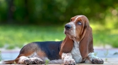 6 Cech basset hound, który będzie nieprzyjemny, zaskoczy