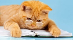 6 Zabawnych książek o przygód kotów: gwarantowany jest dobry nastrój