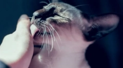 7 Nie-oczywiste przyczyny, dlaczego kot uporczywie liże rękę