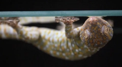 7 Niesamowite umiejętności zwierząt