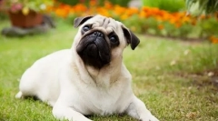 8 Ras psów, które szybko stają się śmiertelne