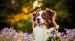 8 Ras psów, które łatwo przenoszą ciepło