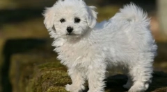 8 Ras psów, które nie dostarczają niedogodności nawet w małym mieszkaniu