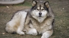 8 Psów, które przypominają husky