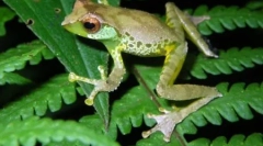 9 Nowe rodzaje zwierząt znalezionych w obszarze greater mekong