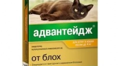 Advandage dla kotów - krople z pcheł i wszy