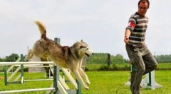 Adiliti dla psów: gra, dla której jest nagroda