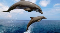 Afultina chernomorskaya