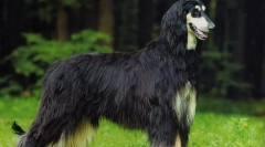 Afgańska borzaya (zdjęcie): prawdziwy długowłosy arystokrata