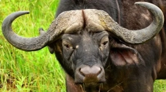 Afrykański buffalo