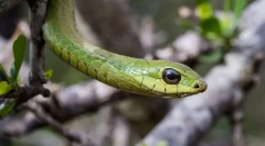 Afrykańskie boomslang