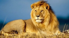 Afrykański lew
