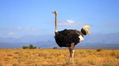 Afrykański struś
