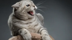 Kot agresja: przyczyny wyglądu, objawów i rozwiązywania problemu