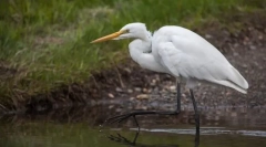 Austo w kształcie. Oderwanie ptaków