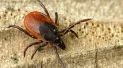 Preparaty akcyjna i procedura przetwarzania z kleszczy