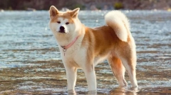 Akita w