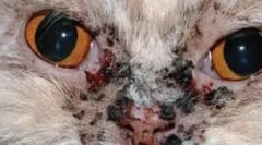 Trądzik w kotach: identyfikacja, diagnoza i leczenie