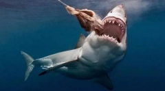 Rekin ze złym reputacją