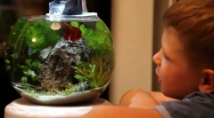 Akwarium dla dzieciaka
