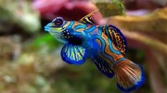 Ryby akwariowe (zdjęcie i tytuł): wybierz zwierzę