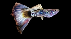 Ryby akwariowe guppi (zdjęcie): plamy jasnych kolorów w zielonych grubych algach