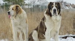 Alabai (central asian shepherd)