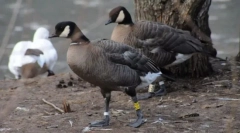 Kazarka kazarka kazarki