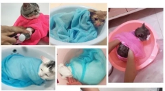 Aliexpress.com - wybór ciekawych produktów dla psów i kotów