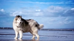 Alaski malamut (zdjęcie): impressiarski pies dla aktywnych rodzin