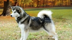 Alaski malamute