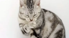 Alergie dla kotów: jak manifestuje się i traktowały