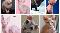 Alergia na łysy koty: dlaczego pojawia się i jak leczyć